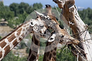 Giraffes