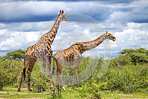 Giraffes