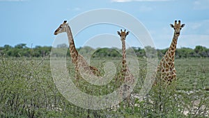 Giraffes