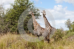 Giraffes