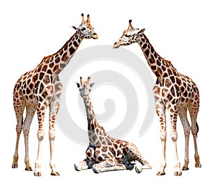 Giraffes