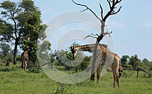 Giraffes