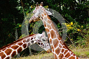 Giraffes