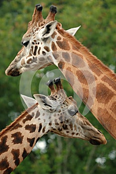 Giraffes