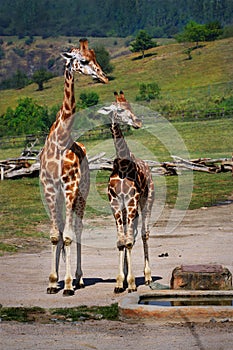 Giraffes