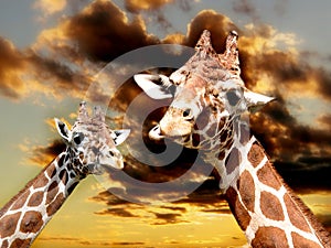 Giraffes