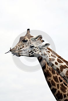 Giraffes