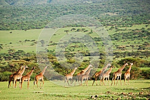 Giraffes