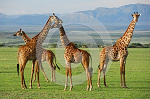 Giraffes