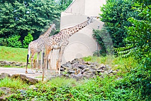 Giraffes