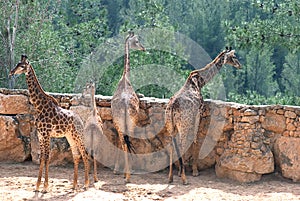 Giraffes