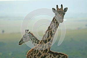 Giraffes