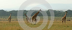 Giraffes photo