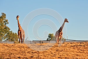 Giraffes