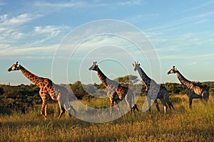 Giraffes