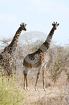 Giraffes