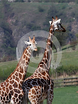 Giraffes