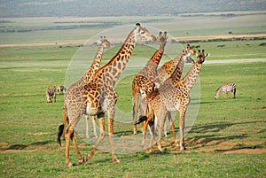 Giraffes