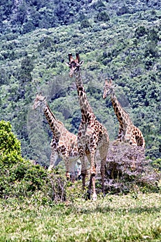 Giraffes in Africa