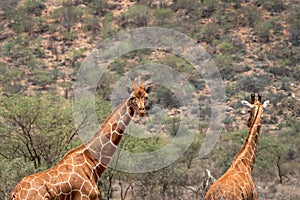 Giraffes in africa