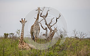 Giraffes /Africa