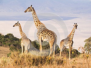 Giraffes in Africa