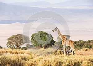 Giraffes in Africa