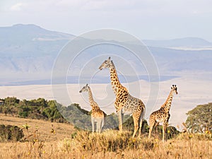 Giraffes in Africa