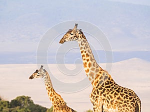 Giraffes in Africa