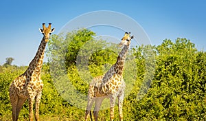 Giraffes in Africa