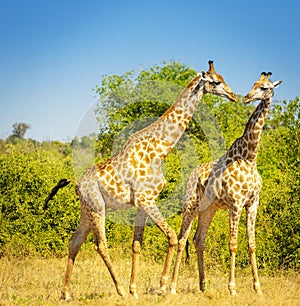 Giraffes in Africa