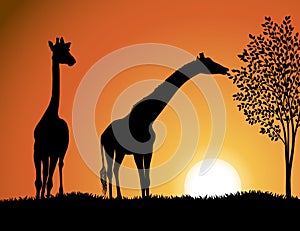 Giraffes in Africa background vector