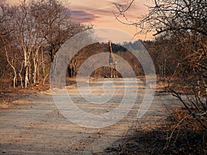 Giraffes in Africa, Golden Hour