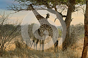 Giraffes in Africa, Golden Hour