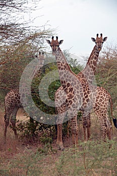 Giraffes in african safari, Senegal