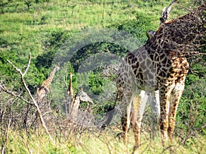 Giraffes in the African safaris with green trees in the background photo