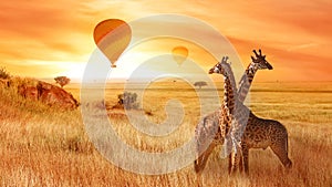 Giraffes in the African savanna against the background of the orange sunset. Flight of a balloon in the sky above the savanna.