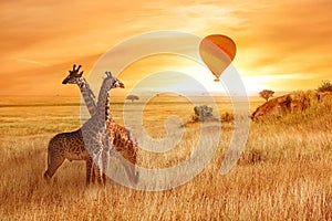 Giraffes in the African savanna against the background of the orange sunset. Flight of a balloon in the sky above the savanna. Afr