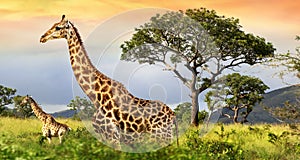 Giraffes in african savanna in late afternoon sun.