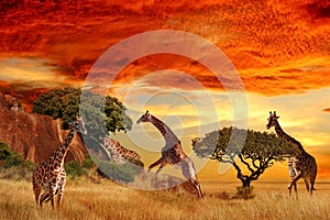 Giraffes in the African savanna at sunset. Serengeti National Park. Tanzania. Africa.