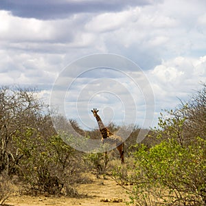 Giraffes in the African savannah