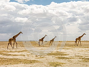 Giraffes in the African savannah