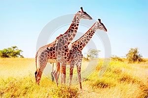 Giraffes in the African savannah. African safari.