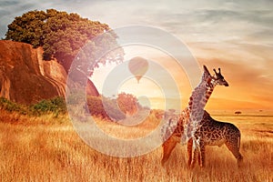 Giraffes in the African savannah against sunset with balloon. Wild nature of Africa. Artistic African image