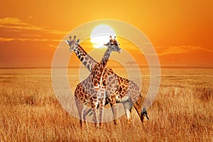 Giraffes against sunset in the Serengeti National Park. Africa. Tanzania. Wild nature of Africa