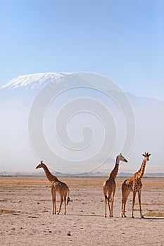 Giraffes in Amboseli