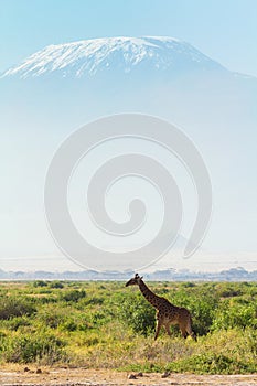 Giraffes in Amboseli
