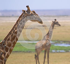 Giraffes in amboseli national park, kenya