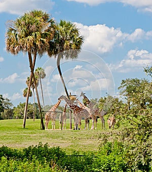 Giraffes in animal kingdom park.