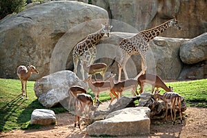 Giraffes and antelopes in Biopark photo